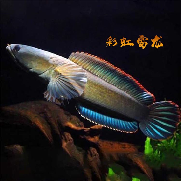 雷龍魚苗品種，雷龍魚苗品種包括紅尾雷龍、藍尾雷龍、黃尾雷龍和黃尾雷龍