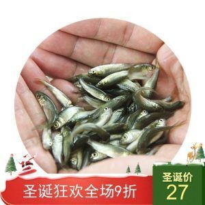 龍魚苗吃什么長得快些：龍魚苗在成長過程中要想讓它們長得快一些，就需要選擇合適的食物投喂