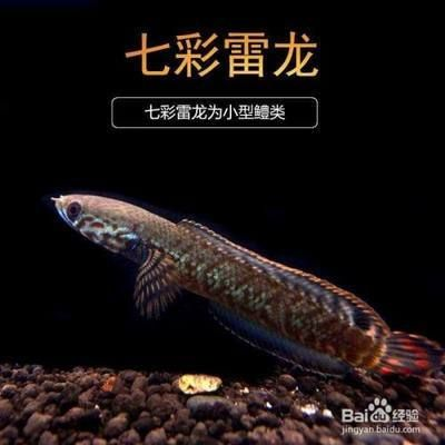 哪種雷龍魚體型最小最好養，七彩雷龍魚體型最小且最容易養殖的雷龍魚品種