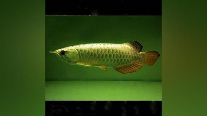 龍魚喂大麥蟲的重要性有哪些（大麥蟲對龍魚的成長有益，但長期單一喂食大麥蟲可能會對健康產生負面影響）