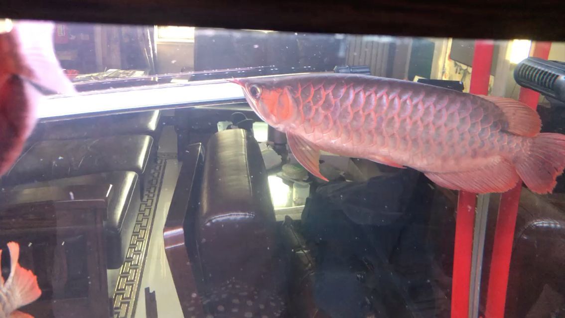 香港觀賞魚郵票價格及圖片（香港金魚郵票價格）