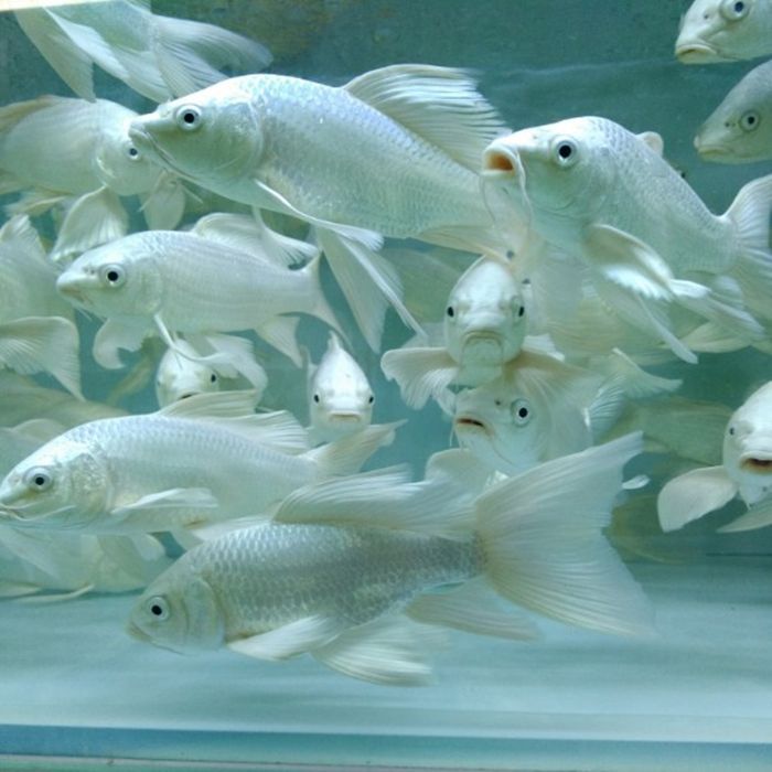 蝴蝶鯉魚苗繁殖水溫控制技巧，蝴蝶鯉魚苗繁殖期飼料選擇,蝴蝶鯉魚苗繁殖后護理方法 蝴蝶鯉魚苗繁殖水溫控制技巧，蝴蝶鯉魚苗繁殖期飼料選擇,蝴蝶鯉魚苗繁殖后護理方法 龍魚百科 第1張