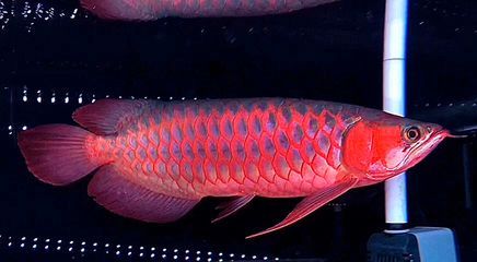 龍魚換水前需要禁食嗎為什么，龍魚換水前不需要禁食但需要注意以下幾點事項 龍魚換水前需要禁食嗎為什么，龍魚換水前不需要禁食但需要注意以下幾點事項 龍魚百科 第3張