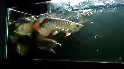 龍魚大戰：關于龍魚大戰的搜索結果