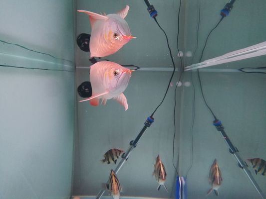 龍魚間歇性趴缸怎么回事，龍魚趴缸與水質(zhì)變化的關(guān)系