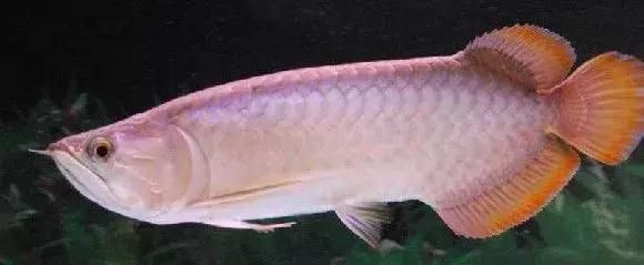 青龍魚發色（青龍魚會發色嗎）