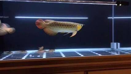 金龍魚過背和不過背的區別在哪：過背金龍魚和不過背的區別在哪金龍魚過背和不過背的區別在哪