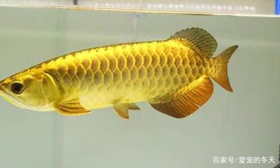 什么金龍魚最便宜又好養活的，如何挑選健康的金龍魚