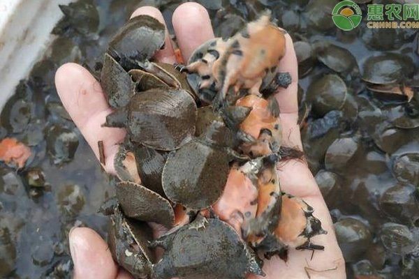 龍魚幼苗一只多少錢一條，龍魚幼苗的價格受多種因素影響