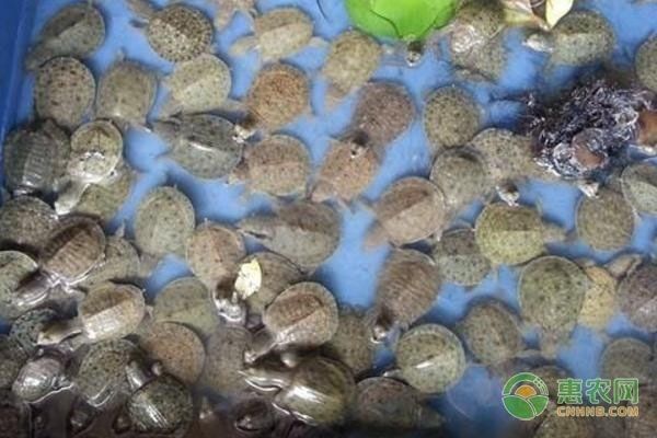龍魚幼苗一只多少錢一條，龍魚幼苗的價格受多種因素影響