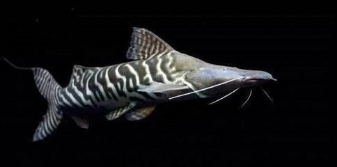 撒旦鴨嘴可以和龍魚(yú)混養(yǎng)嗎，撒旦鴨嘴魚(yú)與龍魚(yú)混養(yǎng)是可行的但需要考慮兩者食性、體型及對(duì)環(huán)境要求 撒旦鴨嘴可以和龍魚(yú)混養(yǎng)嗎，撒旦鴨嘴魚(yú)與龍魚(yú)混養(yǎng)是可行的但需要考慮兩者食性、體型及對(duì)環(huán)境要求 龍魚(yú)百科 第1張