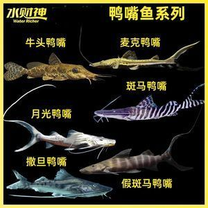 撒旦鴨嘴可以和龍魚(yú)混養(yǎng)嗎，撒旦鴨嘴魚(yú)與龍魚(yú)混養(yǎng)是可行的但需要考慮兩者食性、體型及對(duì)環(huán)境要求 撒旦鴨嘴可以和龍魚(yú)混養(yǎng)嗎，撒旦鴨嘴魚(yú)與龍魚(yú)混養(yǎng)是可行的但需要考慮兩者食性、體型及對(duì)環(huán)境要求 龍魚(yú)百科 第3張