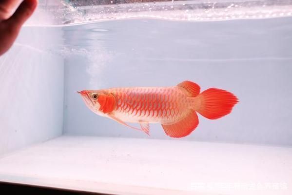 那里的紅龍魚最漂亮（紅龍魚養殖水質管理技巧）