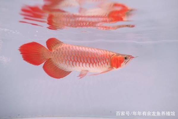 那里的紅龍魚最漂亮（紅龍魚養(yǎng)殖水質(zhì)管理技巧）