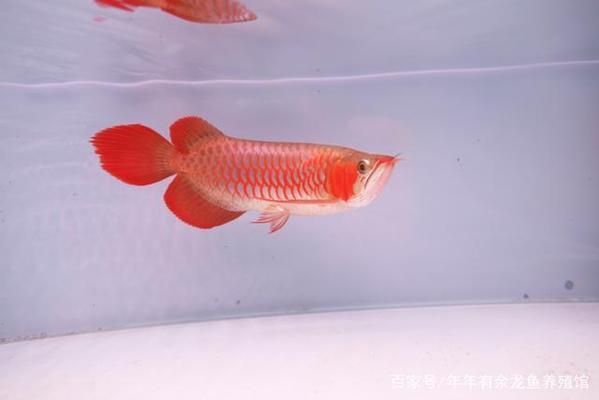 那里的紅龍魚最漂亮（紅龍魚養(yǎng)殖水質(zhì)管理技巧）