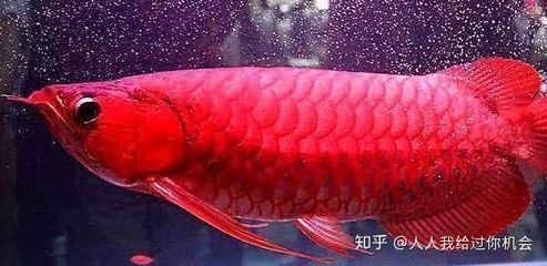 龍魚飼料魚是什么魚類的，如何挑選優(yōu)質(zhì)的龍魚飼料魚
