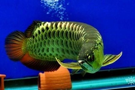 龍魚怎么訓練吃飼料的，如何訓練龍魚吃飼料