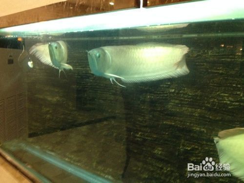 龍魚怎么訓練吃飼料的，如何訓練龍魚吃飼料