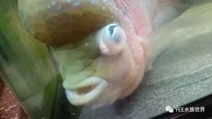 龍魚(yú)得水霉病怎么治療好的快呢：龍魚(yú)得水霉病的治療方法
