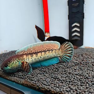 雷龍魚苗長什么樣，如何挑選健康的雷龍魚苗