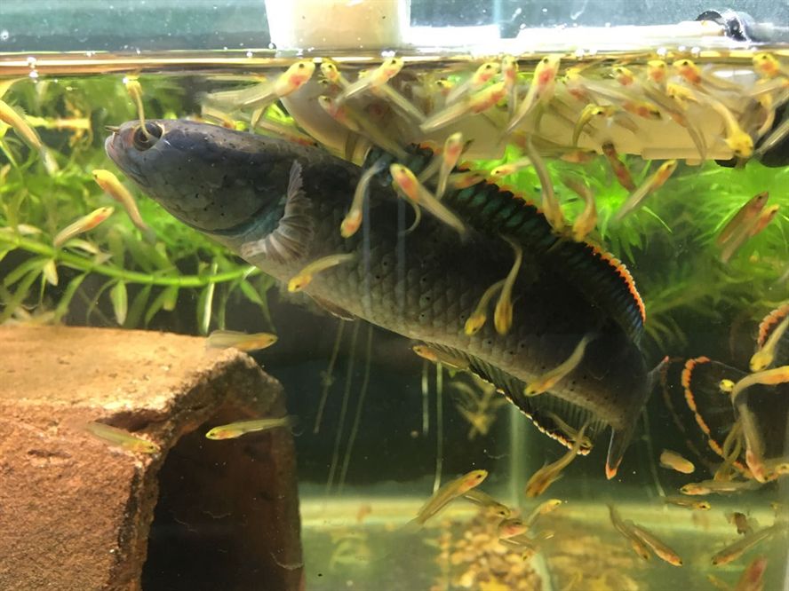 雷龍魚苗長什么樣，如何挑選健康的雷龍魚苗