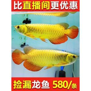 金龍魚幼苗什么地方有賣的，金龍魚幼苗在線購買指南