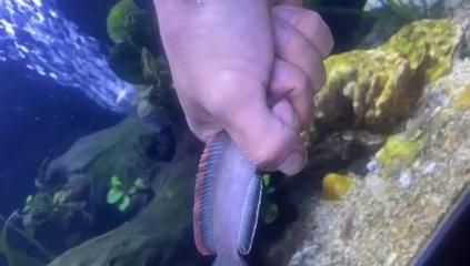 雷龍魚可以活幾年，雷龍魚的壽命受多種因素影響