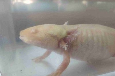 龍魚卵怎么受精孵化，如何判斷龍魚卵是否受精成功