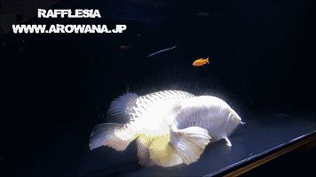 龍魚卵怎么受精孵化，如何判斷龍魚卵是否受精成功