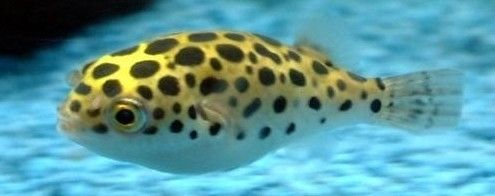潛水艇魚飼養(yǎng)環(huán)境優(yōu)化技巧：優(yōu)化潛水艇魚飼養(yǎng)環(huán)境的實(shí)用技巧