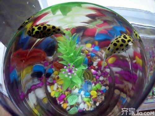 潛水艇魚飼養環境優化技巧：優化潛水艇魚飼養環境的實用技巧 潛水艇魚飼養環境優化技巧：優化潛水艇魚飼養環境的實用技巧 龍魚百科 第6張