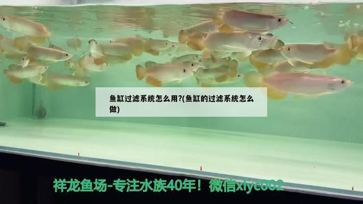 龍魚缸過濾系統怎樣做的好，如何做好用的龍魚缸過濾系統