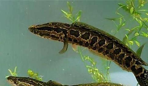 龍魚可食用嗎，龍魚在特定條件下可以吃，但存在一定的食用風險和禁忌 龍魚可食用嗎，龍魚在特定條件下可以吃，但存在一定的食用風險和禁忌 龍魚百科 第4張