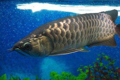 龍魚吃什么上色快又好看，如何挑選優質蝦紅素食品，龍魚上色最佳光照條件，龍魚色彩護理日常技巧