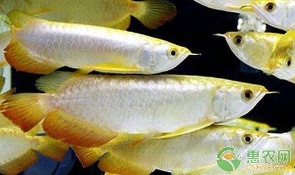 怎么養好龍魚，養好龍魚需要注意什么
