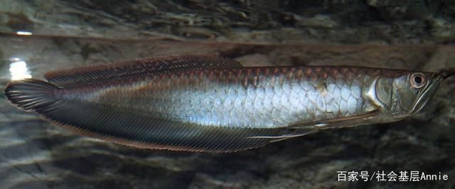 龍魚有幾個顏色，如何挑選優質龍魚，龍魚顏色與品種的關系
