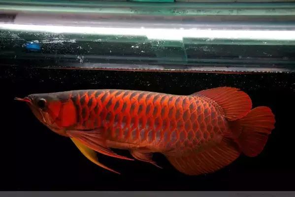 龍魚突然拒食，龍魚拒食可能是由多種因素引起的，龍魚拒食可能由多種因素引起
