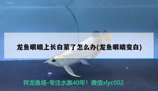 龍魚趴缸不吃食的常見原因探討龍魚趴缸不吃食的常見原因，關于龍魚趴缸不吃食問題的解決方案