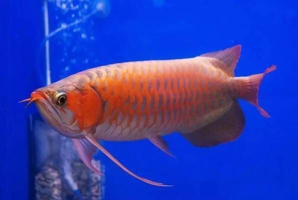 龍魚突然暴斃預示著什么，龍魚暴斃與風水關系探究，改善水質防止龍魚疾病