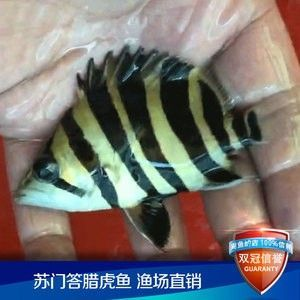龍魚會不會吃虎魚苗：龍魚與虎魚苗的混合飼養需考慮這一點，避免潛在的食品安全問題
