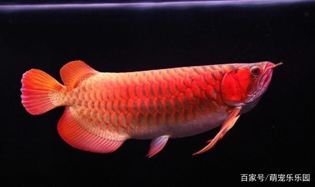 龍魚會死嗎：如何判斷龍魚的健康狀態，龍魚飼養環境優化技巧