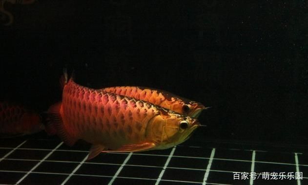 龍魚會死嗎：如何判斷龍魚的健康狀態，龍魚飼養環境優化技巧