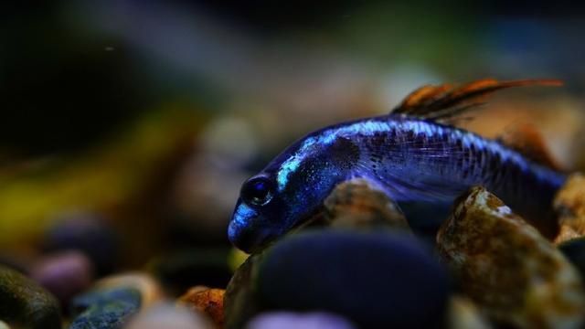 龍魚吃飼料好還是吃活食好呢，龍魚吃活食好還是活食好，龍魚吃活食好并沒有固定的答案