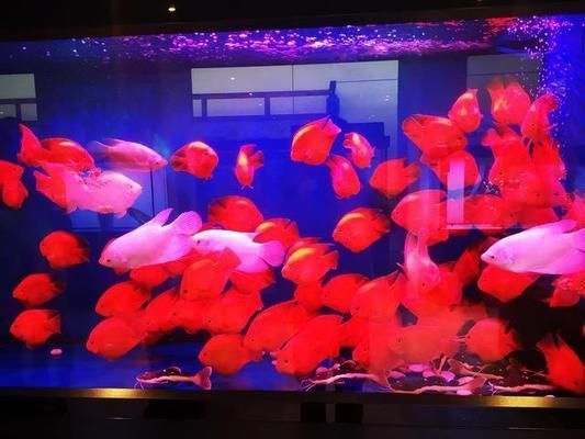 龍魚吃飼料好還是吃活食好呢，龍魚吃活食好還是活食好，龍魚吃活食好并沒有固定的答案