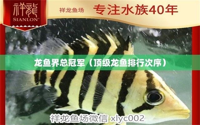 哪種龍魚最好看的 哪種龍魚最好看的 龍魚百科 第4張