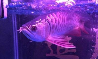 龍魚一手貨源，如何獲取龍魚一手貨源
