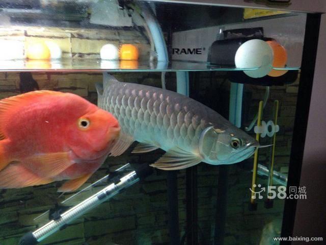 石家莊哪里賣龍魚便宜，石家莊龍魚價格受多種因素影響