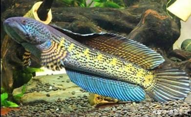 龍魚都吃什么東西：龍魚專用飼料購買指南