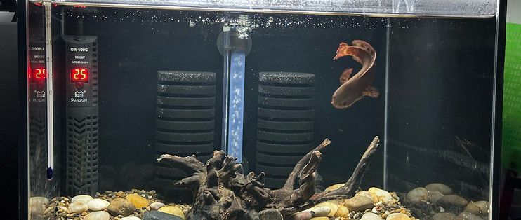什么品種雷龍魚好看又好養 什么品種雷龍魚好看又好養 龍魚百科 第5張