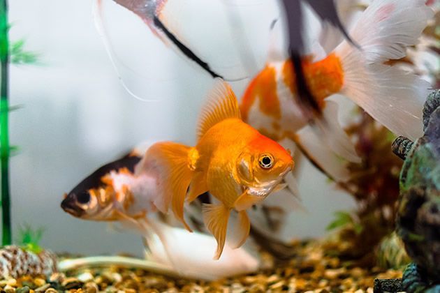 描寫金龍魚的優美句子（描寫金龍魚的優美句子：眼睛鰭,尾巴,金龍魚） 描寫金龍魚的優美句子（描寫金龍魚的優美句子：眼睛鰭,尾巴,金龍魚） 龍魚百科 第5張
